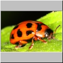 Gonioctena decemnotata - Blattkaefer 01c - OS-Niedringhaussee-TUEP.jpg